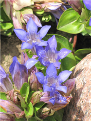 Dark Blue Summer Gentian (Gentiana septemfida 'Dark Blue') at Golden Acre Home & Garden