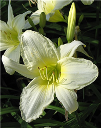 Ice Carnival Daylily (Hemerocallis 'Ice Carnival') at Golden Acre Home & Garden