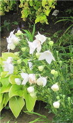 Astra White Balloon Flower (Platycodon grandiflorus 'Astra White') at Golden Acre Home & Garden
