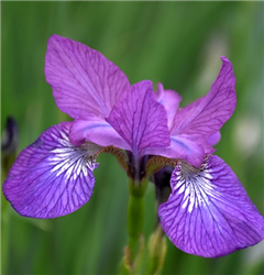 Chilled Wine Siberian Iris (Iris sibirica 'Chilled Wine') at Golden Acre Home & Garden