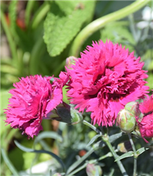 Fruit Punch Spiked Punch Pinks (Dianthus 'Spiked Punch') at Golden Acre Home & Garden