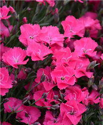 Vivid Bright Light Pinks (Dianthus 'Uribest52') at Golden Acre Home & Garden