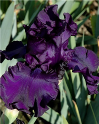 Dusky Challenger Iris (Iris 'Dusky Challenger') at Golden Acre Home & Garden