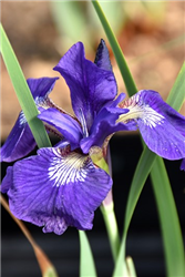 Blue King Siberian Iris (Iris sibirica 'Blue King') at Golden Acre Home & Garden