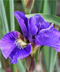 Concord Crush Siberian Iris (Iris sibirica 'Concord Crush') at Golden Acre Home & Garden