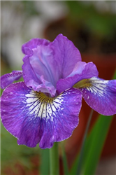 How Audacious Siberian Iris (Iris sibirica 'How Audacious') at Golden Acre Home & Garden