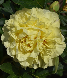 Duchesse de Lorraine Peony (Paeonia 'RTPIV790-01') at Golden Acre Home & Garden