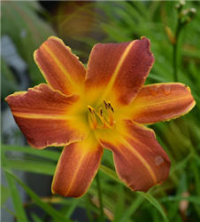 EveryDaylily Red Ribs Daylily (Hemerocallis 'VER00322') at Golden Acre Home & Garden
