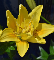 Fata Morgana Lily (Lilium 'Fata Morgana') at Golden Acre Home & Garden