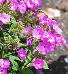 Garden Girls Cover Girl Garden Phlox (Phlox paniculata 'Cover Girl') at Golden Acre Home & Garden