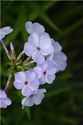 Fashionably Early Lavender Ice Garden Phlox (Phlox 'Fashionably Early Lavender Ice') at Golden Acre Home & Garden