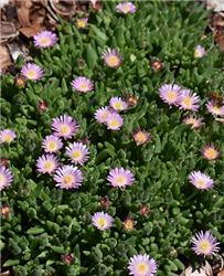 Jewel Of Desert Rosequartz Ice Plant (Delosperma 'Jewel Of Desert Rosequartz') at Golden Acre Home & Garden