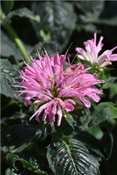 Sugar Buzz Pink Frosting Beebalm (Monarda 'Pink Frosting') at Golden Acre Home & Garden