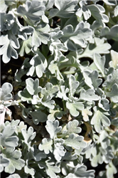 Boughton Silver Artemisia (Artemisia stelleriana 'Boughton Silver') at Golden Acre Home & Garden