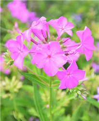 Opening Act Ultra Pink Phlox (Phlox 'Opening Act Ultra Pink') at Golden Acre Home & Garden