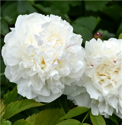 Duchesse de Nemours Peony (Paeonia 'Duchesse de Nemours') at Golden Acre Home & Garden