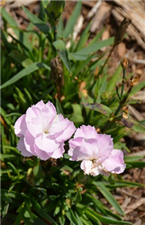 Constant Beauty Pink Pinks (Dianthus 'Constant Beauty Pink') at Golden Acre Home & Garden