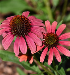 SunSeekers Coral Coneflower (Echinacea 'SunSeekers Coral') at Golden Acre Home & Garden
