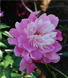 Nymphe Peony (Paeonia 'Nymphe') at Golden Acre Home & Garden
