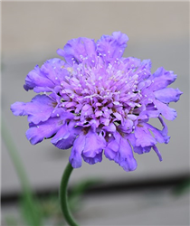 Butterfly Blue Pincushion Flower (Scabiosa 'Butterfly Blue') at Golden Acre Home & Garden