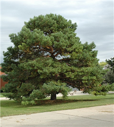 Scotch Pine (Pinus sylvestris) at Golden Acre Home & Garden