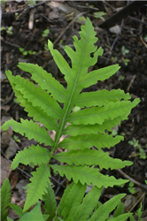 Toothed Wood Fern (Dryopteris carthusiana) at Golden Acre Home & Garden