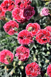 Fruit Punch Black Cherry Frost Pinks (Dianthus 'Black Cherry Frost') at Golden Acre Home & Garden
