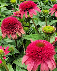 Sunny Days Ruby Coneflower (Echinacea 'TNECHSDR') at Golden Acre Home & Garden