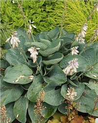 Shadowland Above The Clouds Hosta (Hosta 'Above The Clouds') at Golden Acre Home & Garden