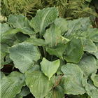 Plant Photo 9
