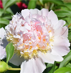 Top Brass Peony (Paeonia 'Top Brass') at Golden Acre Home & Garden