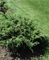 Tortuga Juniper (Juniperus communis 'SMNJCB') at Golden Acre Home & Garden