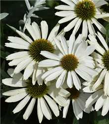 Color Coded The Price Is White Coneflower (Echinacea 'The Price Is White') at Golden Acre Home & Garden