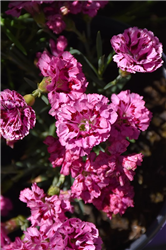 Constant Beauty Crush Cherry Pinks (Dianthus 'Constant Beauty Crush Cherry') at Golden Acre Home & Garden