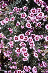 Mountain Frost Ruby Snow Pinks (Dianthus 'KonD1400K4') at Golden Acre Home & Garden