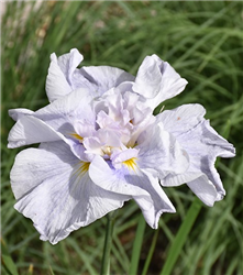 Dinner Plate Cupcake Japanese Iris (Iris ensata 'Cupcake') at Golden Acre Home & Garden