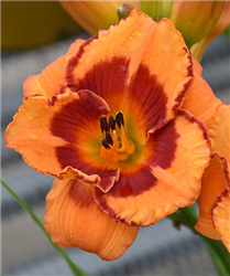 You Are My Sunshine Daylily (Hemerocallis 'You Are My Sunshine') at Golden Acre Home & Garden
