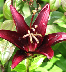 Landini Lily (Lilium 'Landini') at Golden Acre Home & Garden
