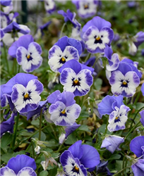 Sorbet XP Delft Blue Pansy (Viola 'PAS733551') at Golden Acre Home & Garden