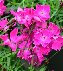 Beauties Kahori Pinks (Dianthus 'Kahori') at Golden Acre Home & Garden