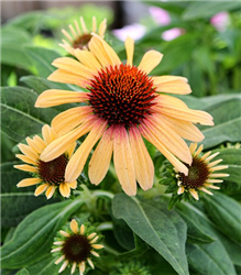 SunSeekers Tequila Sunrise Coneflower (Echinacea 'IFECSSTS') at Golden Acre Home & Garden
