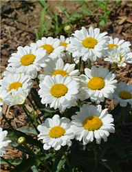 Sweet Daisy Jane Shasta Daisy (Leucanthemum x superbum 'Jane') at Golden Acre Home & Garden