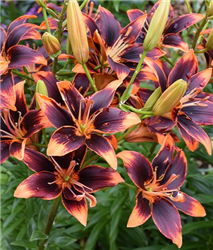 Forever Susan Lily (Lilium 'Forever Susan') at Golden Acre Home & Garden