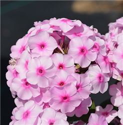 Flame Pro Soft Pink Garden Phlox (Phlox paniculata 'Flame Pro Soft Pink') at Golden Acre Home & Garden