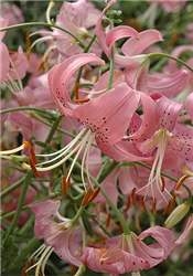 Pink Tiger Lily (Lilium lancifolium 'Tiger Pink') at Golden Acre Home & Garden