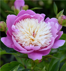 Bowl Of Beauty Peony (Paeonia 'Bowl Of Beauty') at Golden Acre Home & Garden