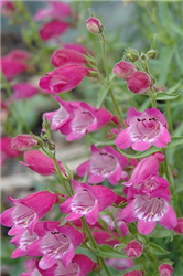 Red Rocks Beard Tongue (Penstemon x mexicali 'Red Rocks') at Golden Acre Home & Garden