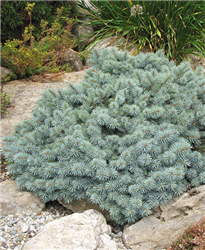 St. Mary's Broom Creeping Blue Spruce (Picea pungens 'St. Mary's Broom') at Golden Acre Home & Garden