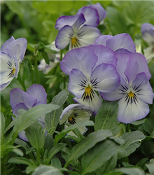 Coconut Swirl Sorbet Pansy (Viola 'Coconut Swirl Sorbet') at Golden Acre Home & Garden