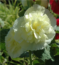 Chater's Double Yellow Hollyhock (Alcea rosea 'Chater's Double Yellow') at Golden Acre Home & Garden